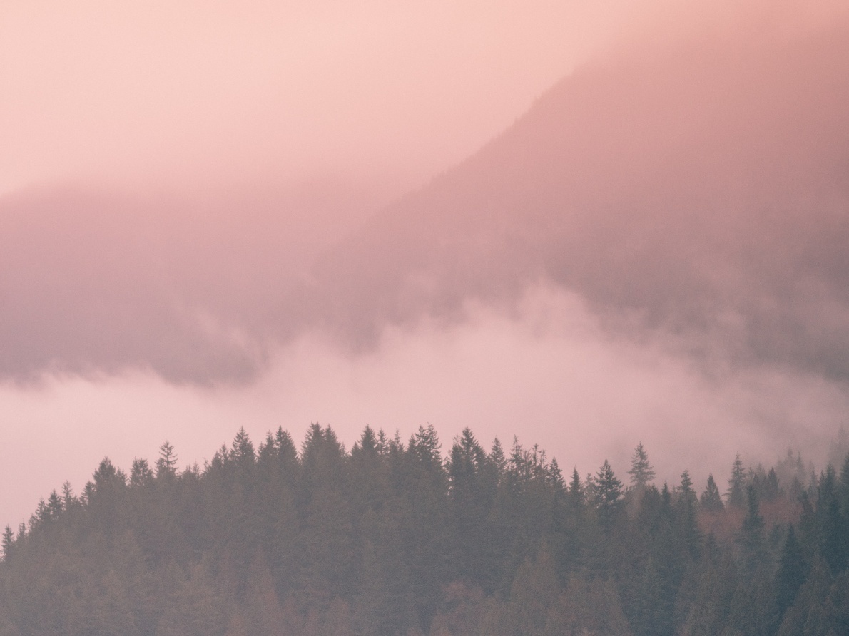 Mörka granskogar i förgrunden med dimma som sveper runt fjärran berg under en mjukt rosa himmel.
